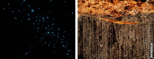 Glowworms, big brilliant blue stars in the night sky. The right image showing the close up of the glowworms' trapping lines.