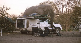 An elephant goes camping An elephant visiting campers in Africa