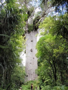 Tane Mahuta, the greatest kauri tree