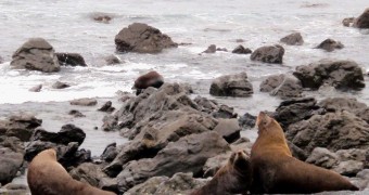 Cape Palliser: A natural habitat of seals