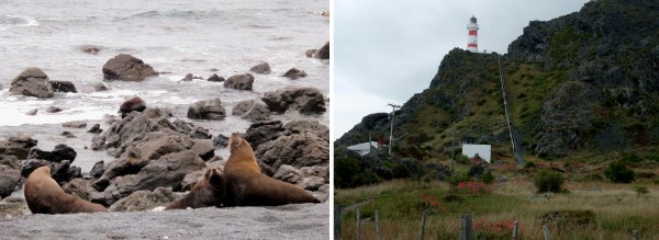Cape Palliser: a natural habitat of seals