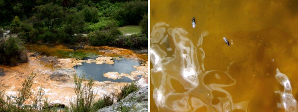 Colorful thermal algae. Right picture: the close up with a couple of flies.