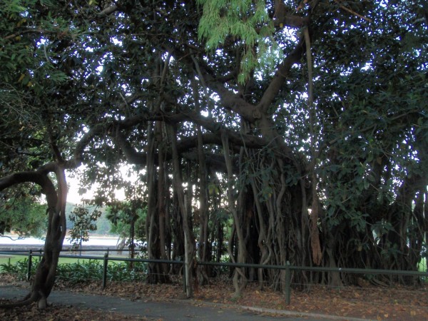 Is the tree left of the pathway actually a standing tree by itself?