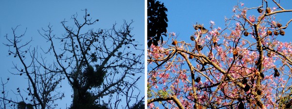 Fruit bats hanging down from the tree