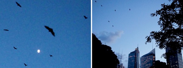 Bats flying over Sydney