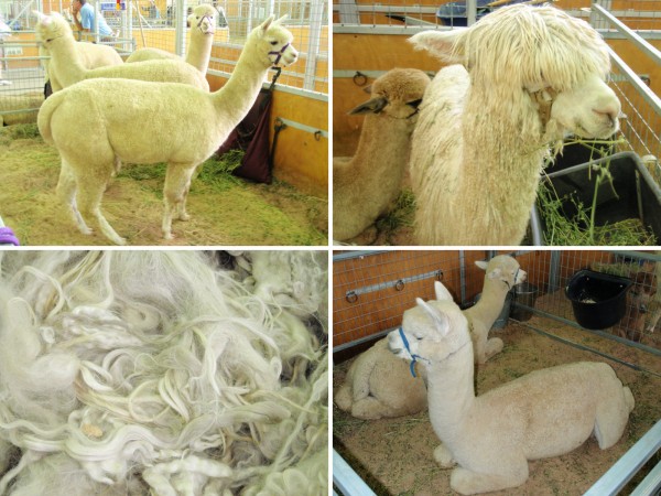 Alpaca