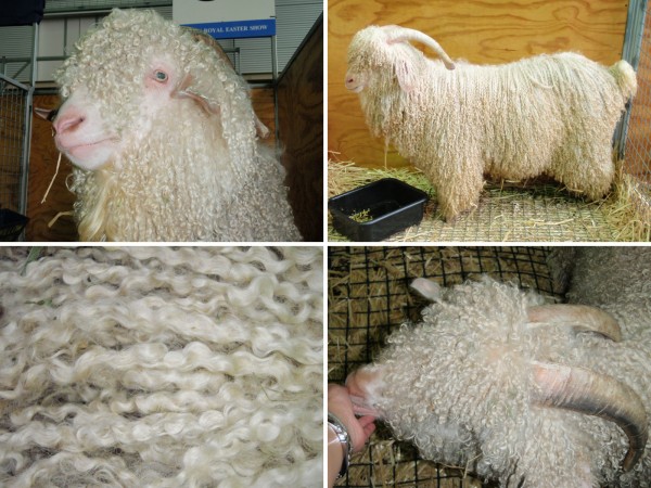 Angora goat