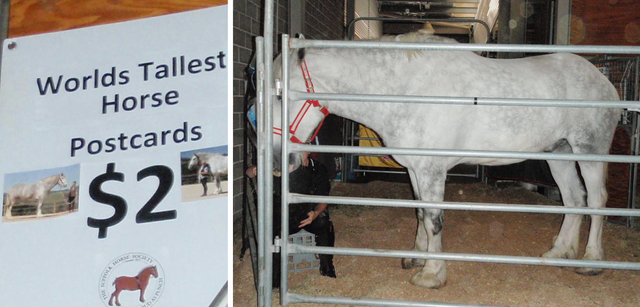 World tallest horse Noddy