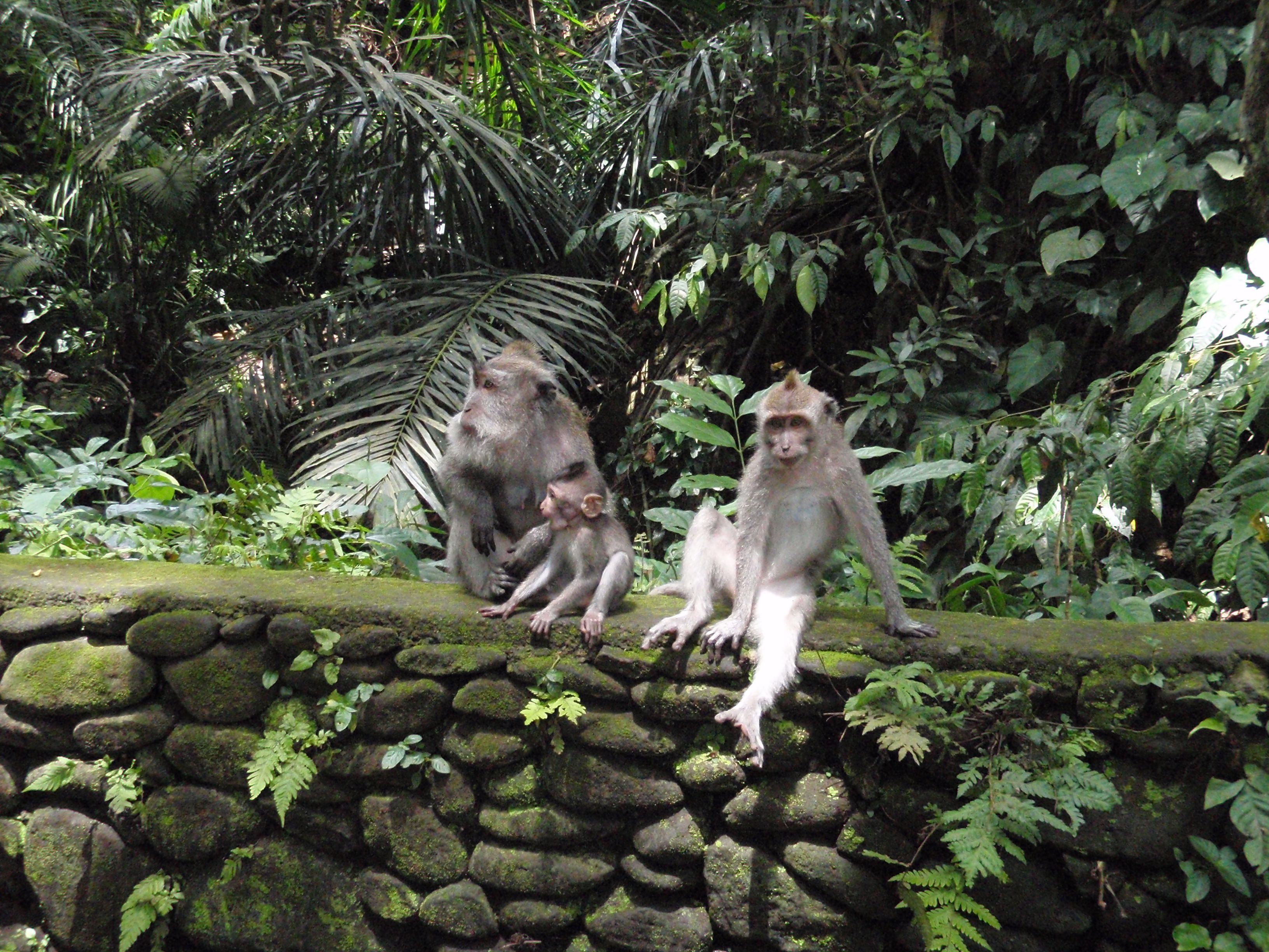 Amazed Monkey