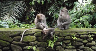 Friday Photo: Monkey parenting (Ubud, Bali) Ubud monkey parenting3