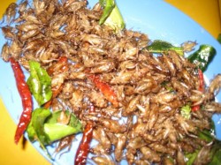 The Brink of Something Else - Fried Crickets