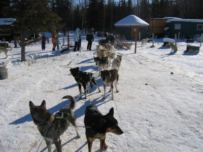Top modes of transportation - Dog sled Dog sledding in Alaska. © Mary R