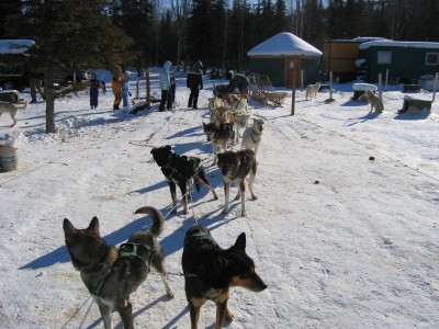 Dog sledding in Alaska. Â© Mary R