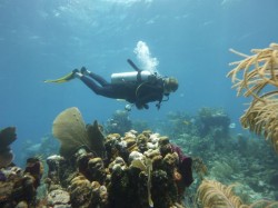 Top modes of transportation - Fins and mask Two Fins and a Mask! © A Little Adrift
