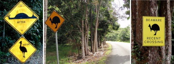 Clearly illustrating how a cassowary look like before and after a car accident. (Can you guess it's modified from a bump sign?) 