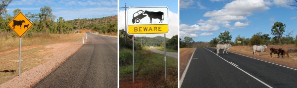 Cows crossing