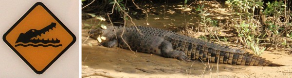 A big croc named Fat Albert.