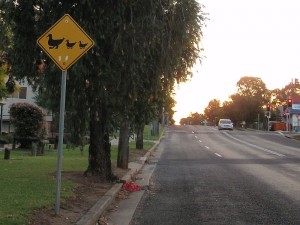 Duck crossing!