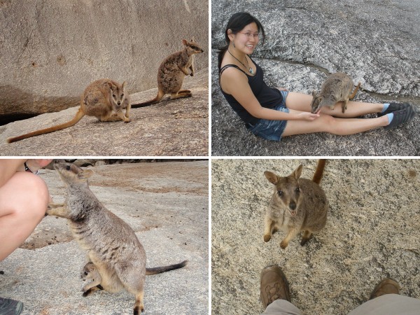 Playing with rock wallabies at Granite Gorge. Do you see the baby Joey?