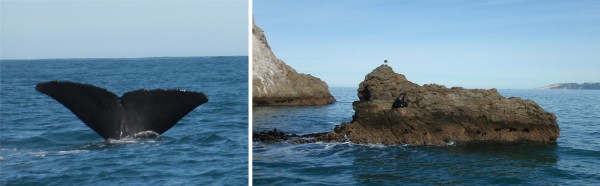 Kaikoura whale watching trip. Left: Sperm whale. Right: A seal on a rock.