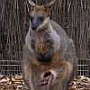 Kangaroo - Wallaby with upside down joey - thumbnail