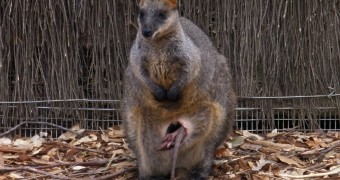 Friday Photo: The Truth About Baby Joeys Kangaroo with upside down joey