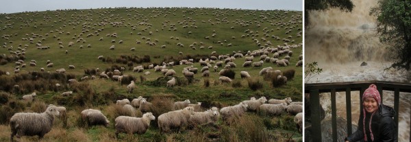 Southland of South Island of New Zealand - Hill side sheep farm - Purakaunui Falls Southland. Left: sheeps everywhere! Quite valid anywhere in New Zealand's country side. Right: Puranakui Fall after heavy rain falls.