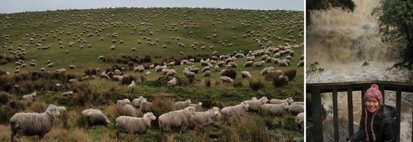 Southland. Left: sheeps everywhere! Quite valid anywhere in New Zealand's country side. Right: Puranakui Fall after heavy rain falls.