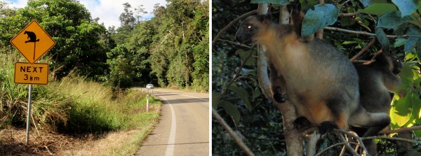 Two tree kangaroos cozying on a tree branches.