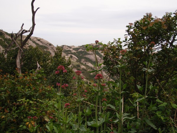 Montserrat flowers and vegetation