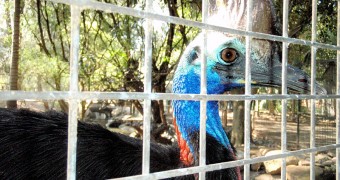 Cassowary close-up, Featherdale Wildlife Park, Sydney