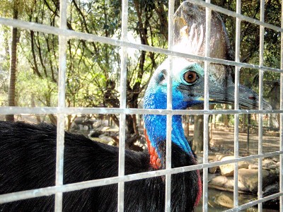 Cassowary close-up, Featherdale Wildlife Park, Sydney