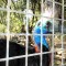 Cassowary close-up, Featherdale Wildlife Park, Sydney