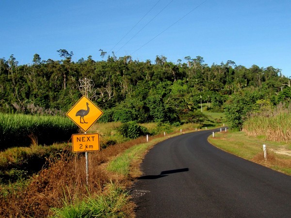 Cassowary street sign