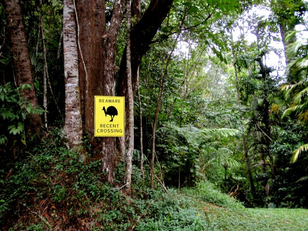 Recent crossing cassowary street sign