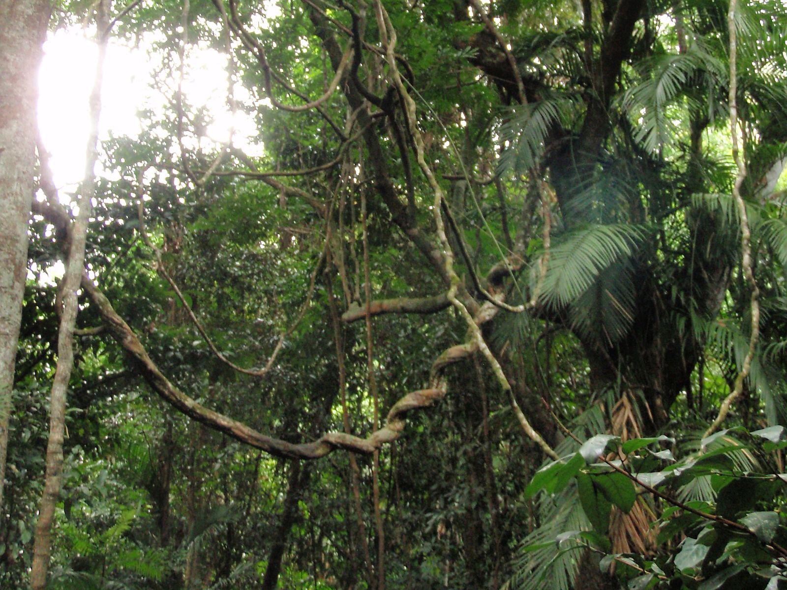 Queensland Australia Rainforest