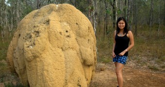 Termite hill