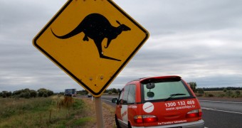 Ballsy Kangaroo Kangaroo street sign with balls modification