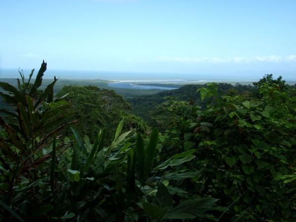 Daintree Forest scenic stop