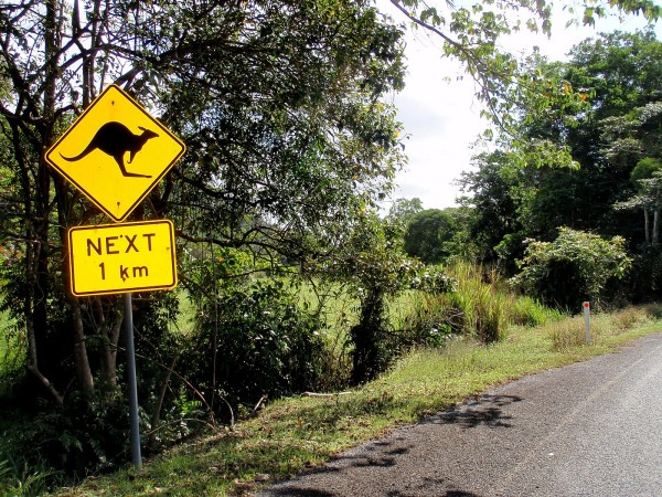 Kangaroo street sign