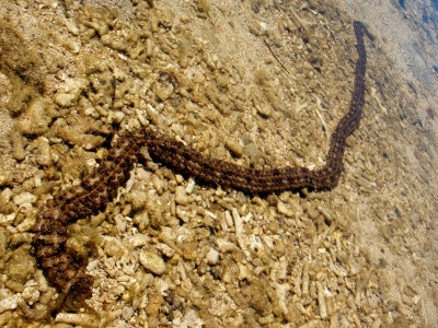 Sea worm in shallow lagoon water (Fiji)