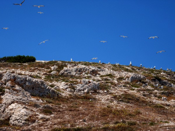 A seagull colony up the hill