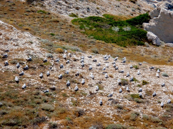 Seagulls everywhere Seagulls everywhere