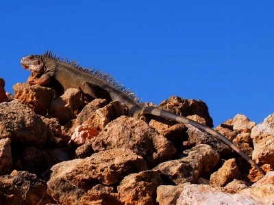 Iguana in Castillo San Cristobal, Old San Juan, Puerto Rico