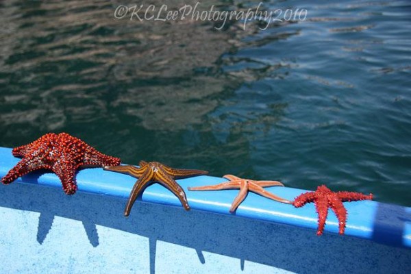 Mexico by Family Firepit - Oceans of Plenty: The Sea of Cortez