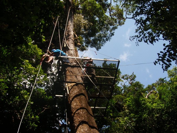 Rappel down the tree in a cloud forrest in Monteverde, Costa Rica