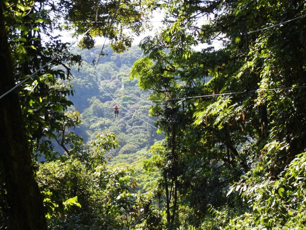 Superman zip line above the canopy of cloud forest in Monteverde, Costa Rica