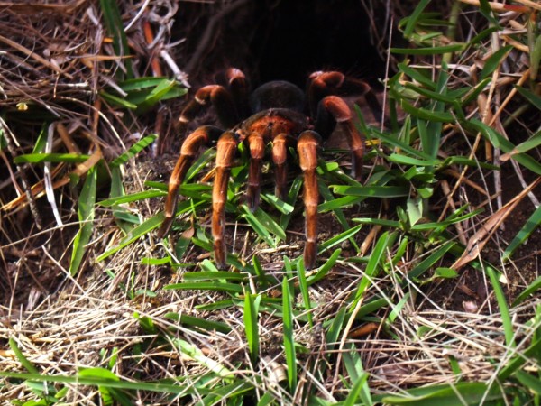 Tarantula in Monteverde, Costa Rica