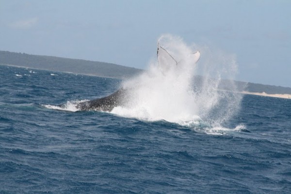 Kayak with a Humpback Whale (Photo Â© Off The Path)