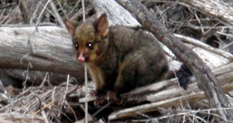 Video: Baby Possum Attack Baby Possum